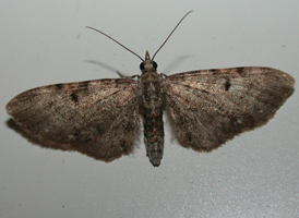 Wormwood Pug